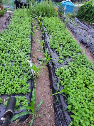 이영철님의 금쪽같은 내 작물 자랑하기 · 참여 작성글 사진