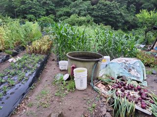 이영철님의 금쪽같은 내 작물 자랑하기 · 참여 작성글 사진