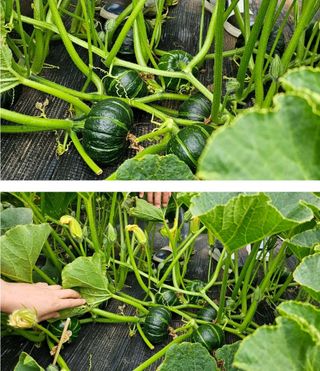 그린톡톡 오계상님의 자유주제 · 자유게시판 작성글 사진