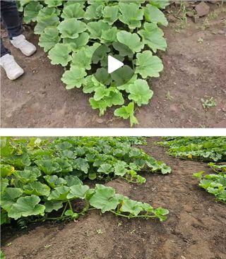 그린톡톡 오계상님의 자유주제 · 자유게시판 작성글 사진