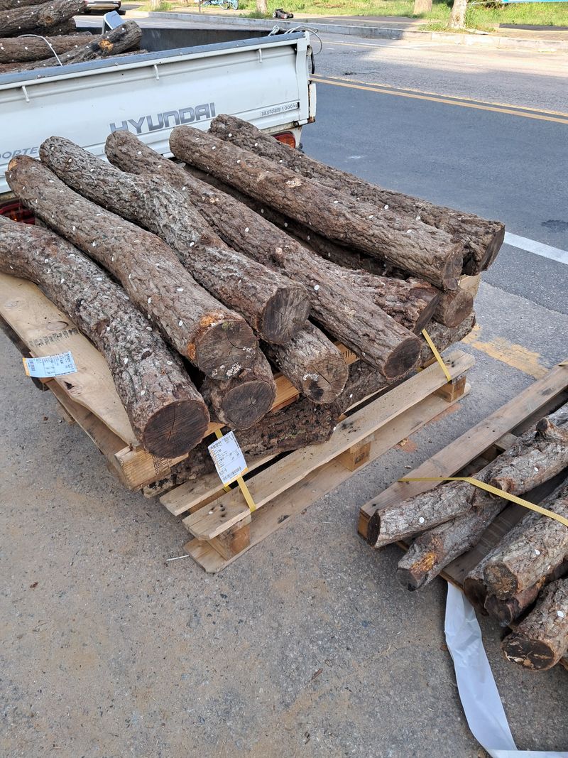 장터 상품 [표고 성형종균 15판 팝니다 ] 썸네일