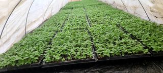 이덕훈(바쁜사람)님의 참깨 · 자유게시판 작성글 사진