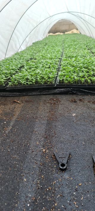 이덕훈(바쁜사람)님의 참깨 · 자유게시판 작성글 사진