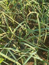 팜모닝 마늘·병해충상담 게시글 이미지