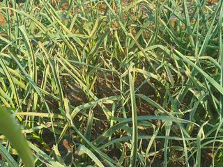 초보농군님의 마늘 · 병해충상담 작성글 사진