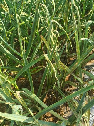 초보농군님의 마늘 · 병해충상담 작성글 사진