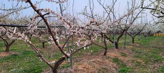 호박16205님의 금쪽같은 내 작물 자랑하기 · 참여 작성글 사진