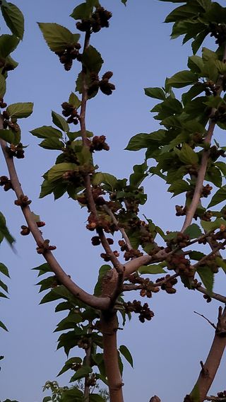 이종선님의 기타작물 · 병해충상담 작성글 사진