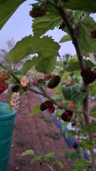 이종선님의 기타작물 · 병해충상담 작성글 사진