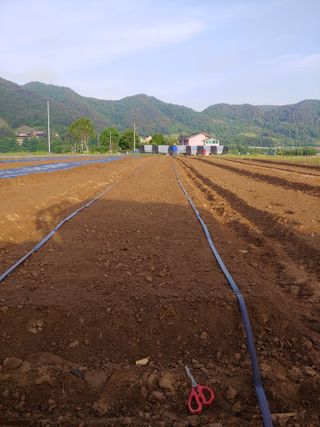 김미정님의 금쪽같은 내 작물 자랑하기 · 참여 작성글 사진