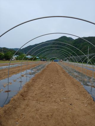 김미정님의 금쪽같은 내 작물 자랑하기 · 참여 작성글 사진