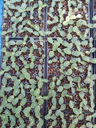 김미정님의 금쪽같은 내 작물 자랑하기 · 참여 작성글 사진