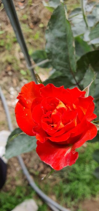 또순이떼지누리님의 기타작물 · 병해충상담 작성글 사진