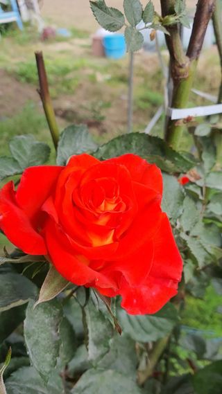 또순이떼지누리님의 기타작물 · 병해충상담 작성글 사진