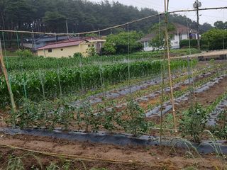 보람농장님의 금쪽같은 내 작물 자랑하기 · 참여 작성글 사진