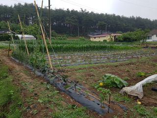 보람농장님의 금쪽같은 내 작물 자랑하기 · 참여 작성글 사진