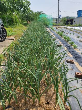 사과9665님의 금쪽같은 내 작물 자랑하기 · 참여 작성글 사진