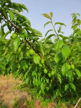 팜모닝 금쪽같은 내 작물 자랑하기·참여 게시글 이미지