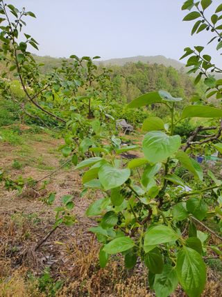 벌교꼬마님의 금쪽같은 내 작물 자랑하기 · 참여 작성글 사진