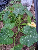 팜모닝 금쪽같은 내 작물 자랑하기·참여 게시글 이미지