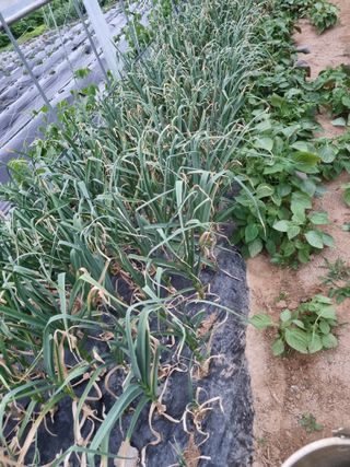 정민지호맘님의 금쪽같은 내 작물 자랑하기 · 참여 작성글 사진