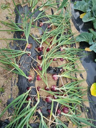 정민지호맘님의 금쪽같은 내 작물 자랑하기 · 참여 작성글 사진