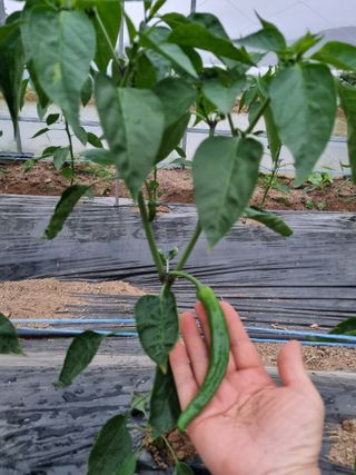 정민지호맘님의 금쪽같은 내 작물 자랑하기 · 참여 작성글 사진