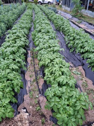 정민지호맘님의 금쪽같은 내 작물 자랑하기 · 참여 작성글 사진