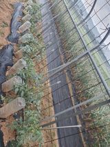 팜모닝 금쪽같은 내 작물 자랑하기·참여 게시글 이미지