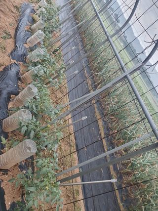 구봉갑산님의 금쪽같은 내 작물 자랑하기 · 참여 작성글 사진