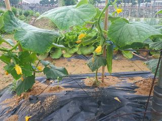 구봉갑산님의 금쪽같은 내 작물 자랑하기 · 참여 작성글 사진