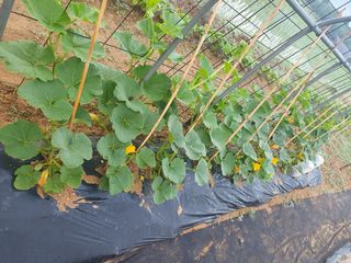 구봉갑산님의 금쪽같은 내 작물 자랑하기 · 참여 작성글 사진