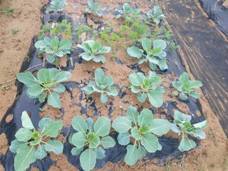 구봉갑산님의 금쪽같은 내 작물 자랑하기 · 참여 작성글 사진