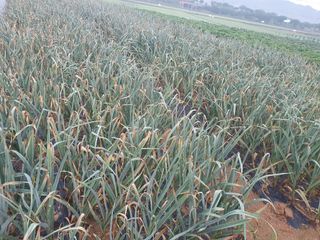 구봉갑산님의 금쪽같은 내 작물 자랑하기 · 참여 작성글 사진