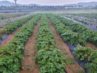 구봉갑산님의 금쪽같은 내 작물 자랑하기 · 참여 작성글 사진