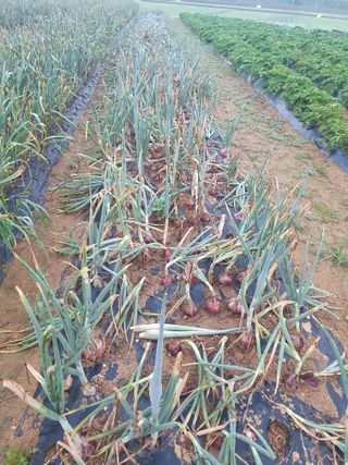 구봉갑산님의 금쪽같은 내 작물 자랑하기 · 참여 작성글 사진