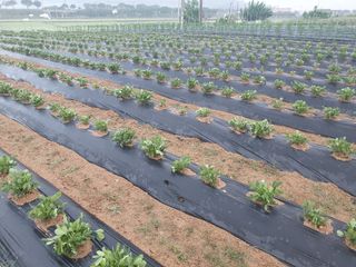 구봉갑산님의 금쪽같은 내 작물 자랑하기 · 참여 작성글 사진