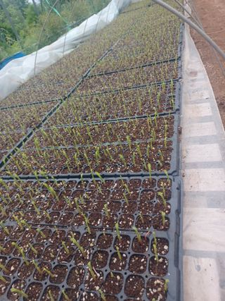 박흥구님의 옥수수 · 자유게시판 작성글 사진