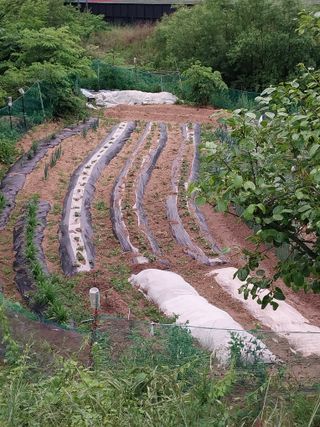해안로님의 기타작물 · 자유게시판 작성글 사진