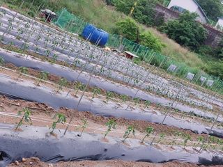 해안로님의 기타작물 · 자유게시판 작성글 사진