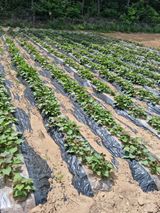 팜모닝 금쪽같은 내 작물 자랑하기·참여 게시글 이미지