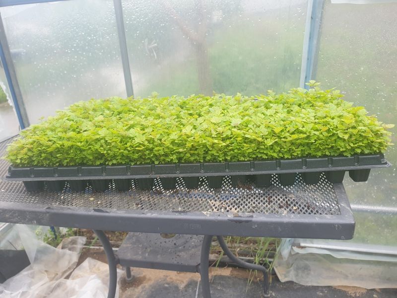 장터 상품 [눈개승마 모종] 썸네일