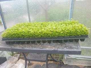 홍천산채농원 조원영님의 작성글 사진