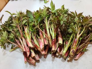 홍천산채농원 조원영님의 작성글 사진