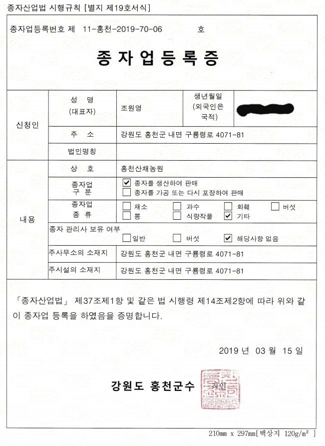 홍천산채농원 조원영님의 장터 판매 상품 [눈개승마 모종] 첨부 사진