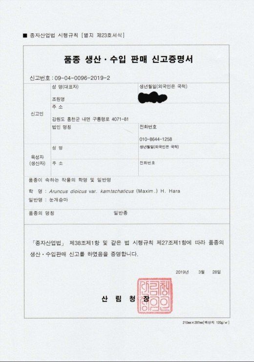 홍천산채농원 조원영님의 장터 판매 상품 [눈개승마 모종] 첨부 사진