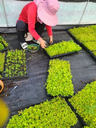 홍천산채농원 조원영님의 작성글 사진