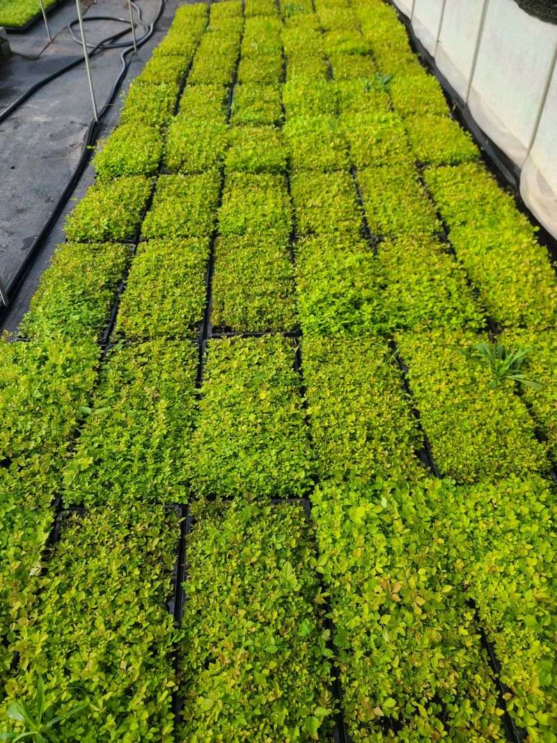 홍천산채농원 조원영님의 장터 판매 상품 [눈개승마 모종] 첨부 사진