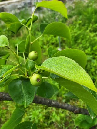 라이프님의 금쪽같은 내 작물 자랑하기 · 참여 작성글 사진