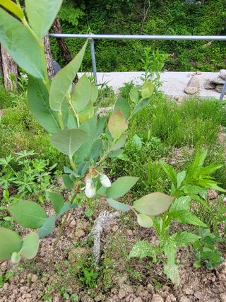 라이프님의 금쪽같은 내 작물 자랑하기 · 참여 작성글 사진